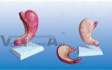 The dissection model of stomach